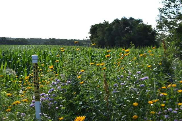 Establishing pollinator habitat on pipeline rights-of-ways showcases how we work with the energy industry integrate energy demands and wildlife conservation. Photo by Mara Koenig/U. What business teams need from account-based marketing explained